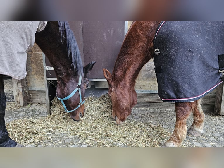 4 porcje siana w schowku na siano, karmienie zgodnie z ustawieniem czasowym za pomocą dozownika na p