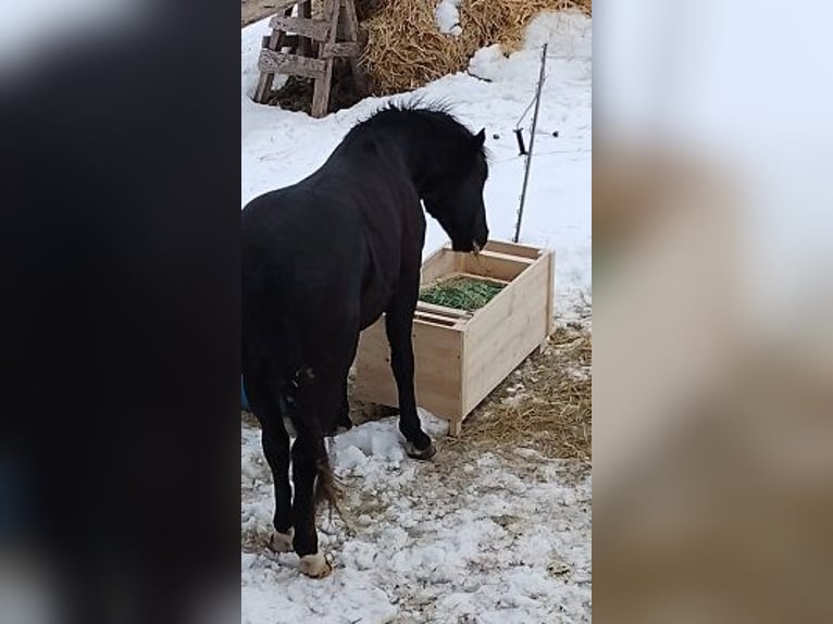 Heubox Heukiste Slowfeeder Neu