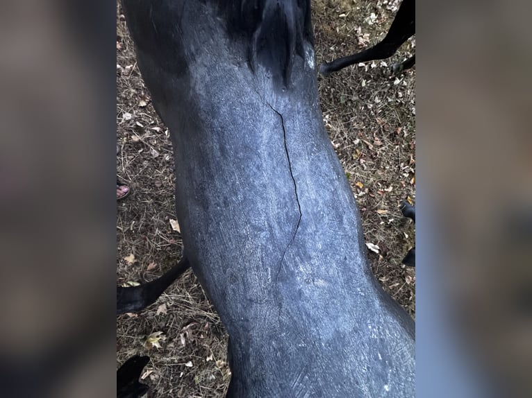 Ekskluzywna grupa koni z brązu (4-elementowa)