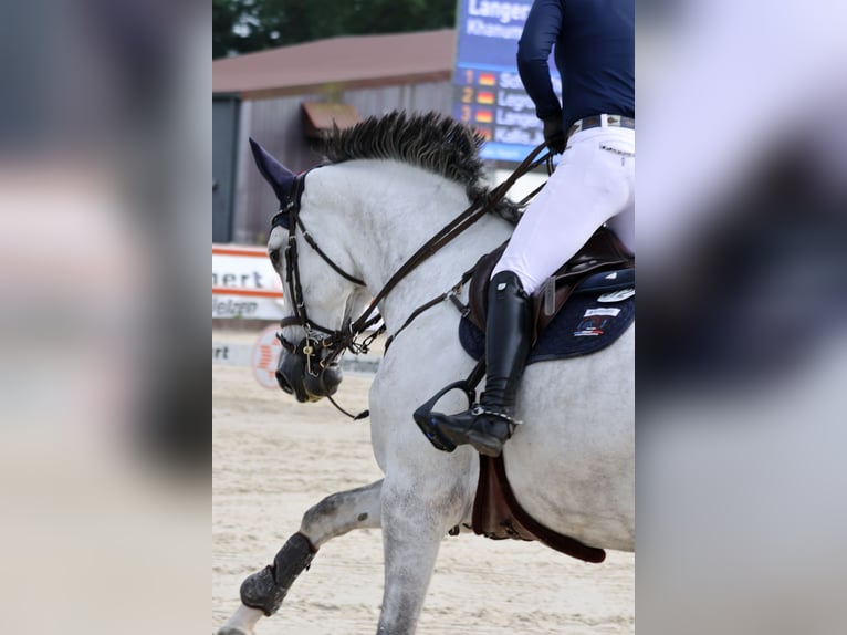 Pferdetransport Transport