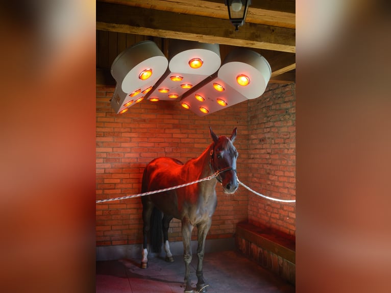 Solarium für Pferde Solar Tech