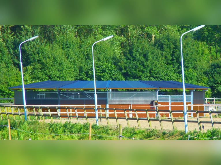 Toren do koni, automatyczny wyciąg koni, chodnik dla koni, urządzenie do prowadzenia koni, marcheur 