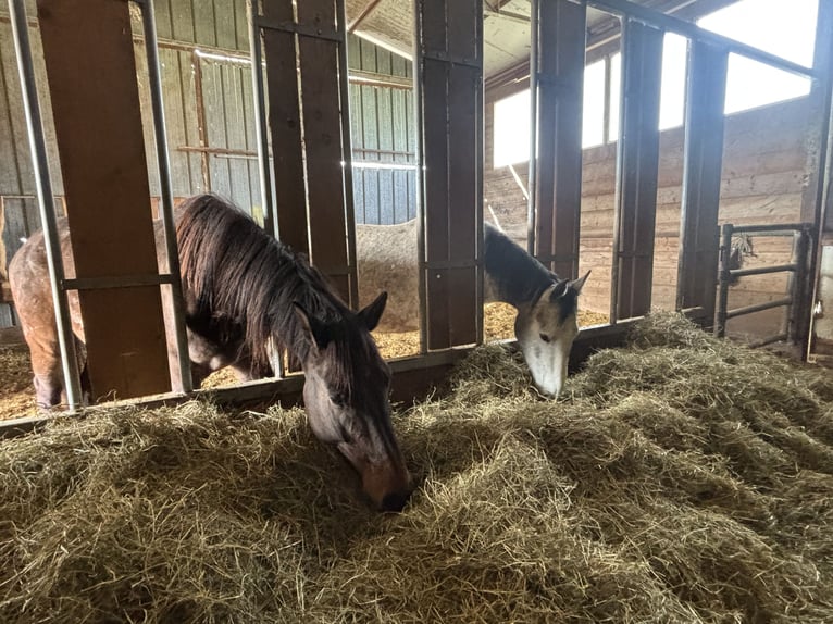 Offenstall zu verpachten (komb. mit Innenstall)