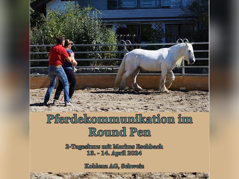 2-Tageskurs "Pferdekommunikation im Round Pen"
