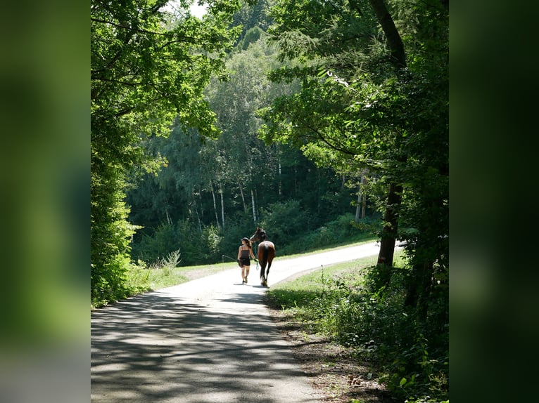 8-Wochen-Powerkurs "Mental stark reiten"