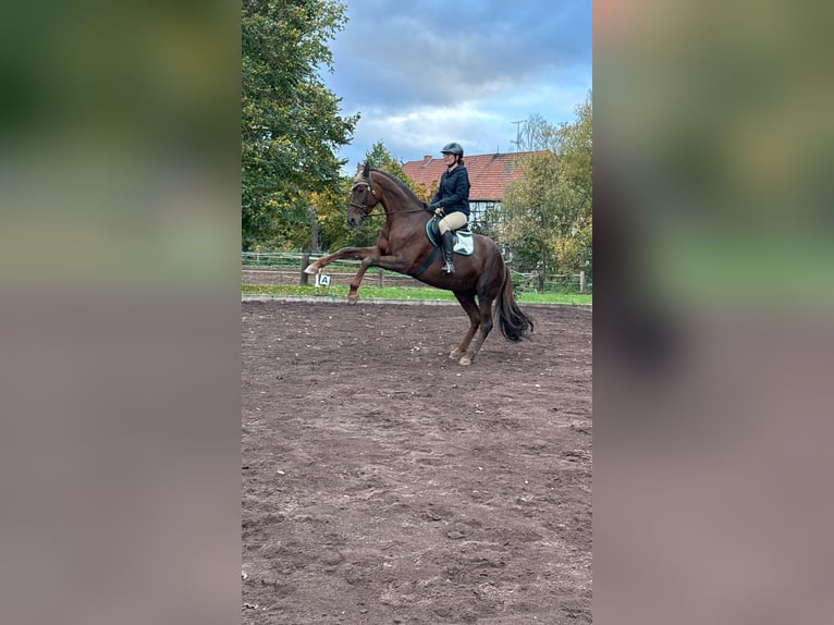 Ängste beim Reiten abbauen – mit Falltraining 27.06.26 oder ganzes Wochenende