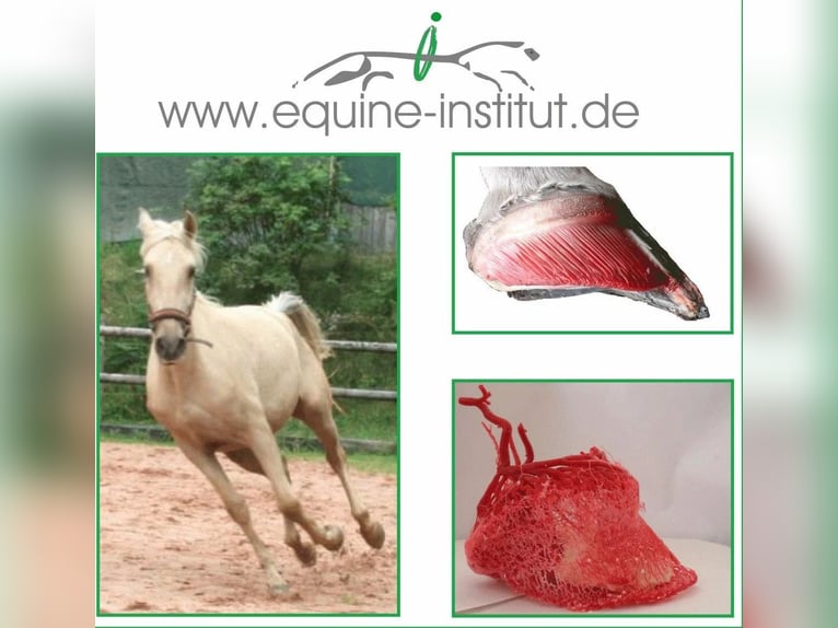 Intensiv-Hufkurs 12. u. 13. April  Asendorf (südlich von Bremen) 