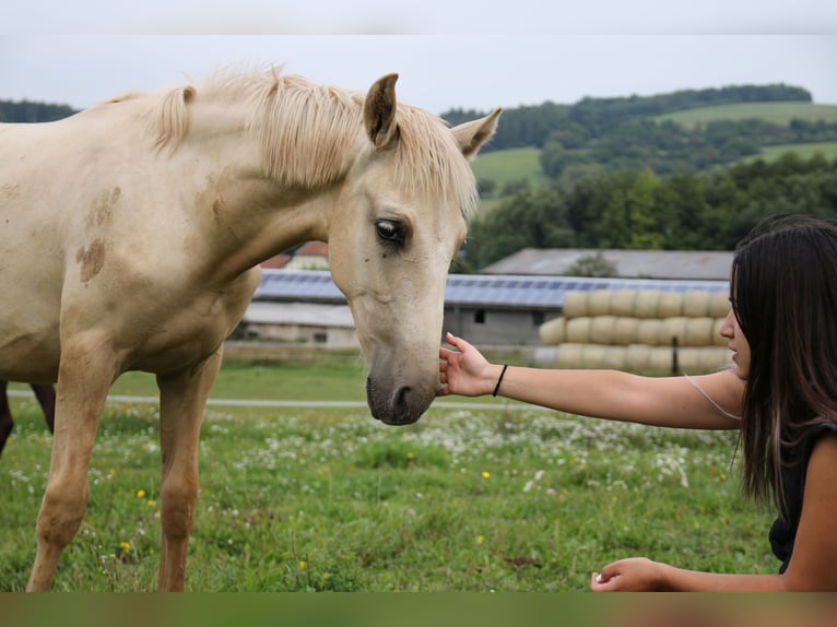 Kommunikation und Interaktion Pferd - Reiter 13.09.26 ab 13:00 Uhr