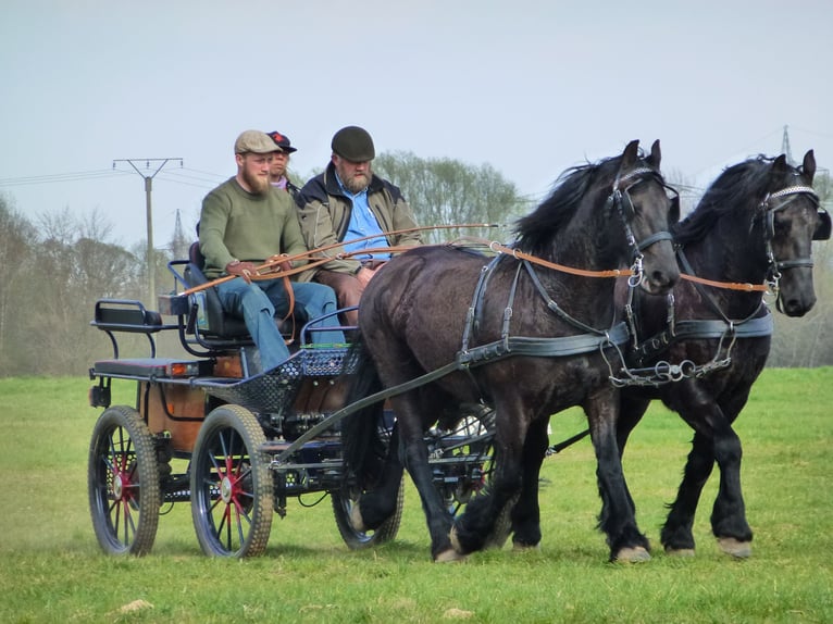 Kutschenführerschein A und FA 6