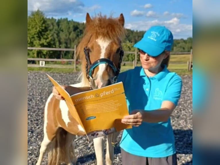 Reitpädagogik-Ausbildung/Fortbildung Pony-Motion®️