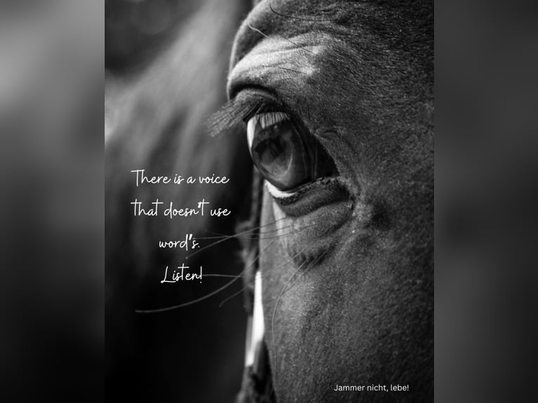 Sie haben ein Pferd mit Trauma?