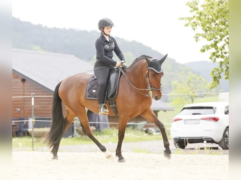 Wochenschüler Trainingswoche mit deinem Pferd in der akademischen Reitkunst klassischen Dressur