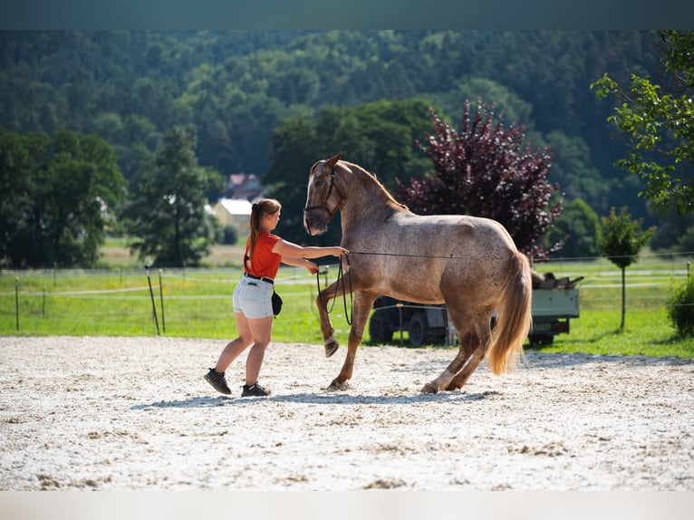 Wochenschüler Trainingswoche mit deinem Pferd in der akademischen Reitkunst klassischen Dressur