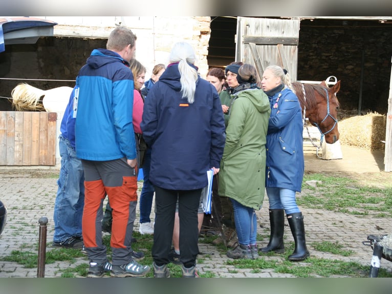 Workshop - Basiskurs - der Huf - Hufbearbeitung - Hufkurs