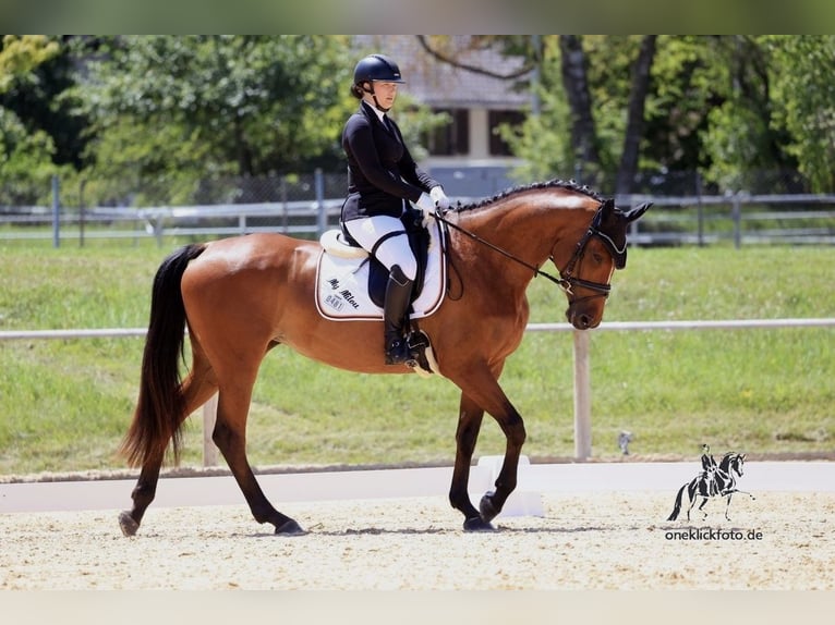 Biete Reitunterricht rund um 83620 Feldkirchen-Westerham