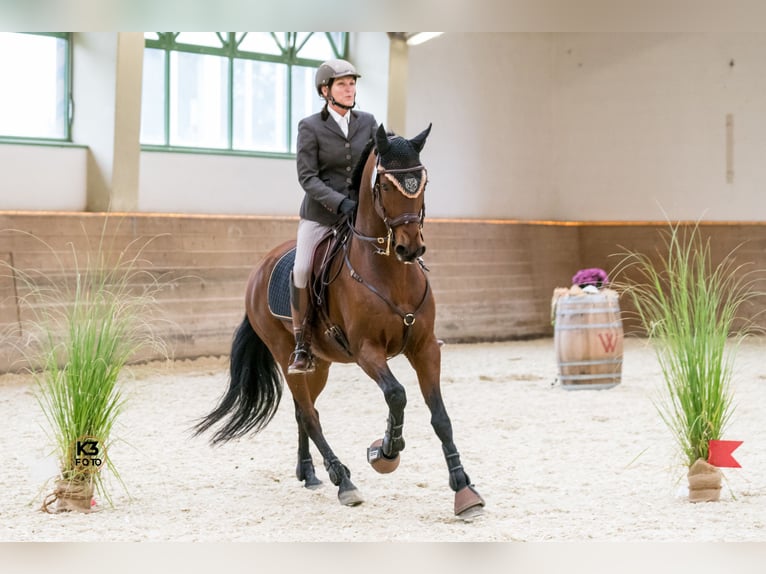 Einführung in die Grundlagen der Working Equitation - mobiler Unterricht/mobile Trailkurse