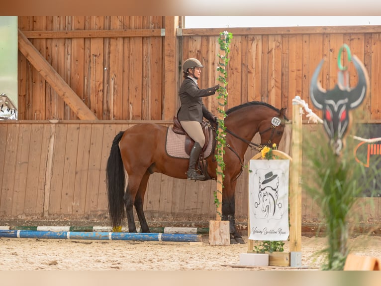 Einführung in die Grundlagen der Working Equitation - mobiler Unterricht/mobile Trailkurse