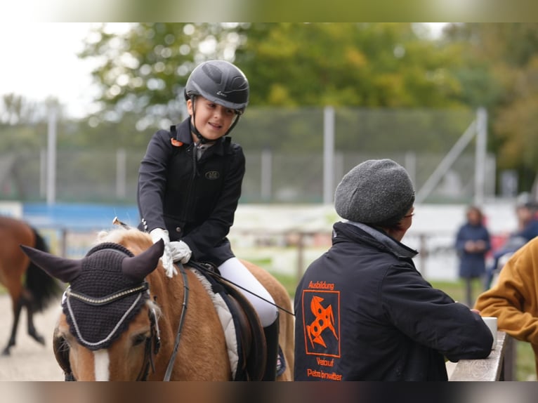 Individueller Einzelunterricht mit Schulpferden oder auch dem eigenen Pferd