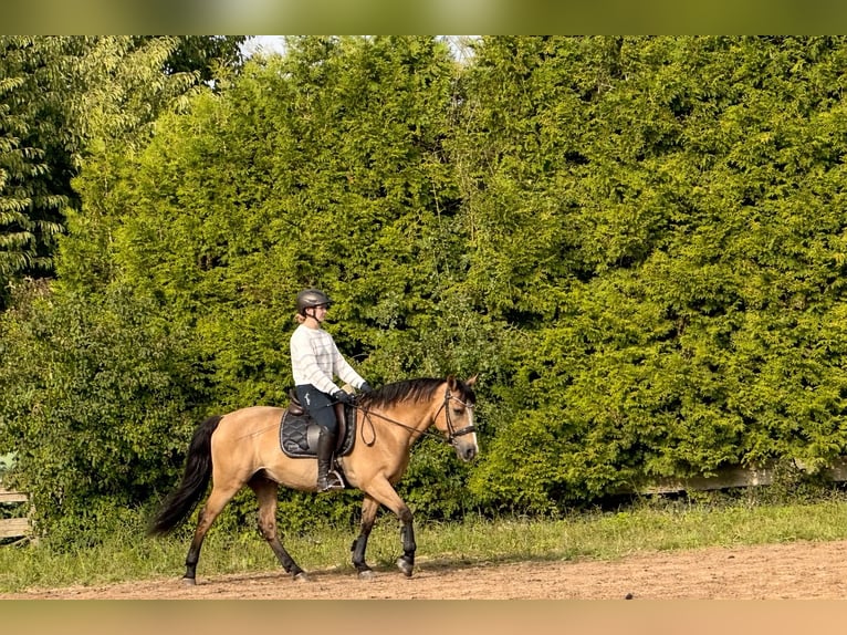 Lekcje jazdy konnej i wsparcie związane z opieką nad koniem 🐴