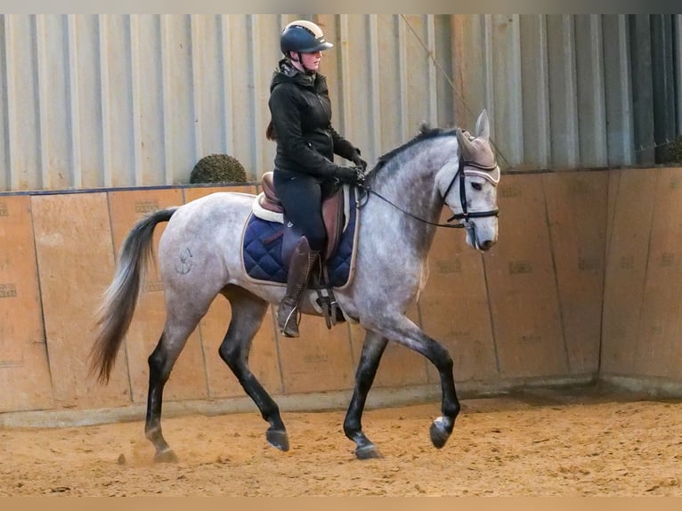 Lekcje jazdy konnej, lekcje lonżowania, zajęcia grupowe, trening skoków