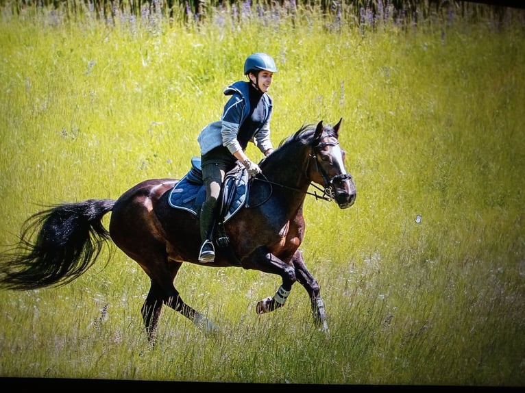 Lekcje jazdy na 152 cm kucyku w dyscyplinie ujeżdżenia klasy M