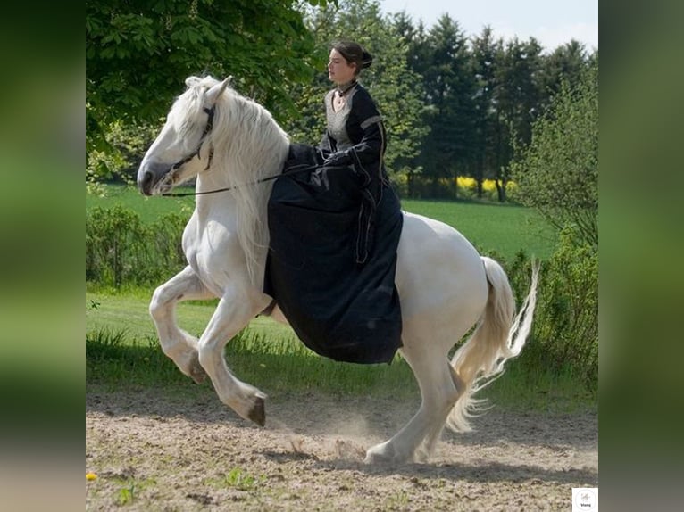 Lizensierter Trainer Akademische Reitkunst Reitunterricht