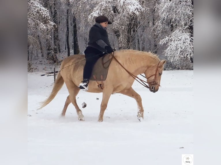 Lizensierter Trainer Akademische Reitkunst Reitunterricht