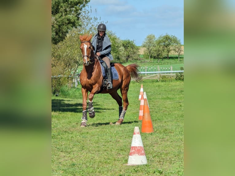 MindRide Training, Reitunterricht, Bodenarbeit