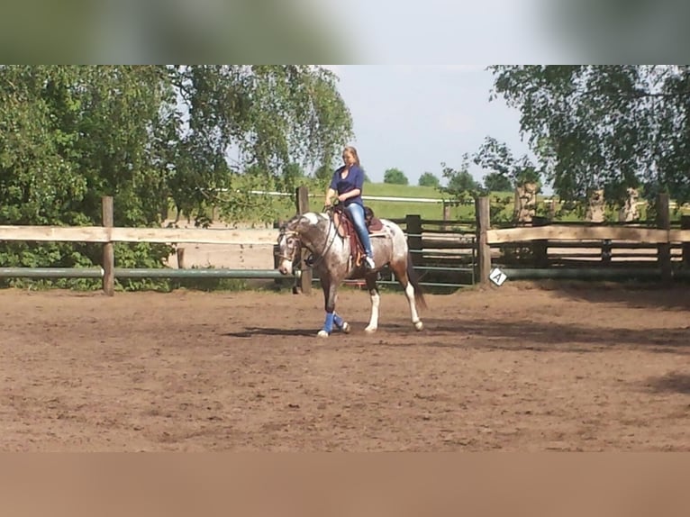 MindRide Training, Reitunterricht, Bodenarbeit