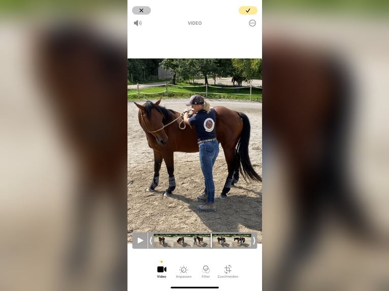 MKA Martin Kreuzer Akademia Jeździecka - Trener