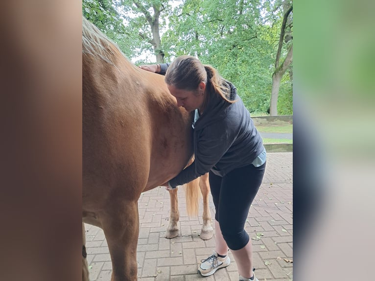 Reitunterricht & ganzheitliche Pferdetherapie - mobil