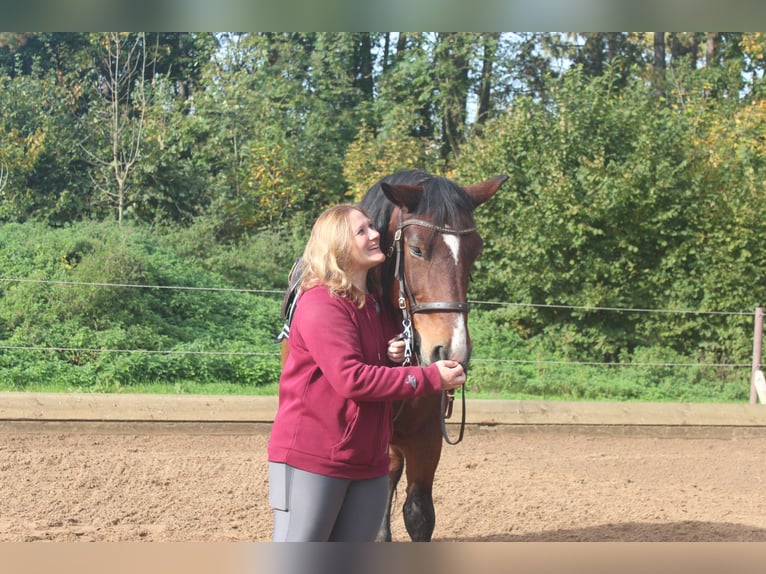 Reitunterricht & ganzheitliche Pferdetherapie - mobil