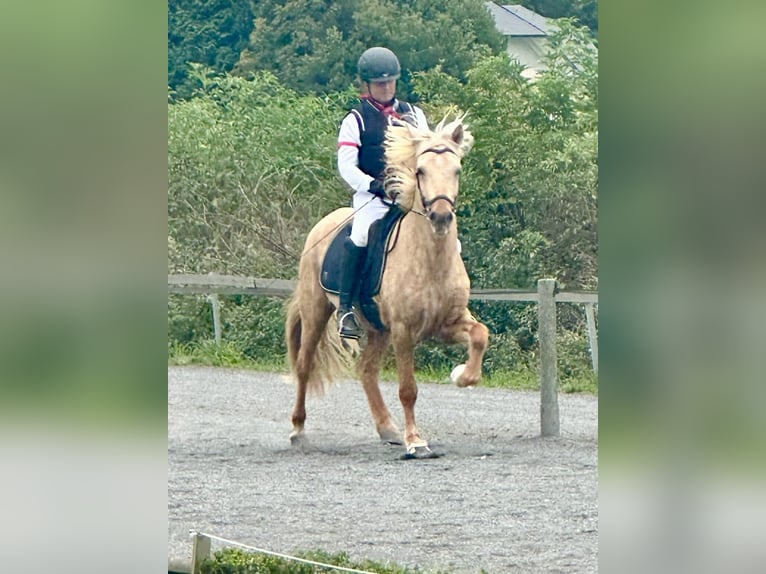 Reitunterricht, Isländer, Gangpferde, Erwachsene, Kinder, Senioren