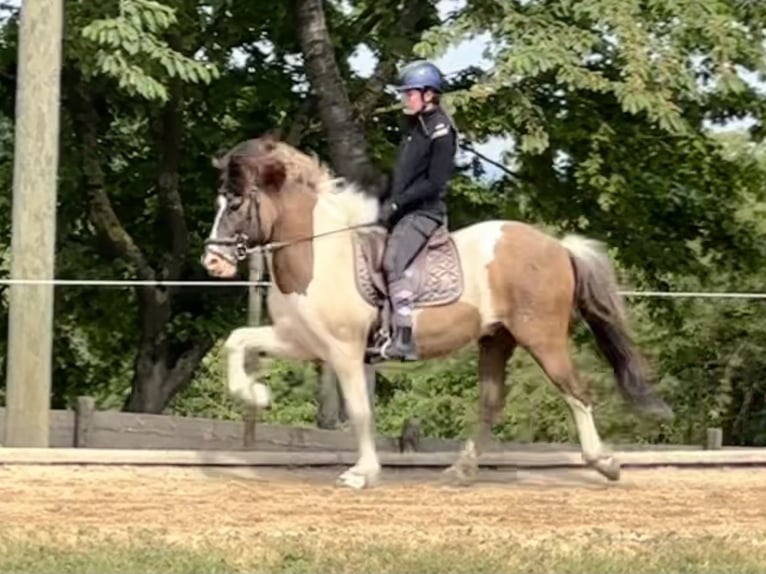 Reitunterricht, Isländer, Gangpferde, Erwachsene, Kinder, Senioren