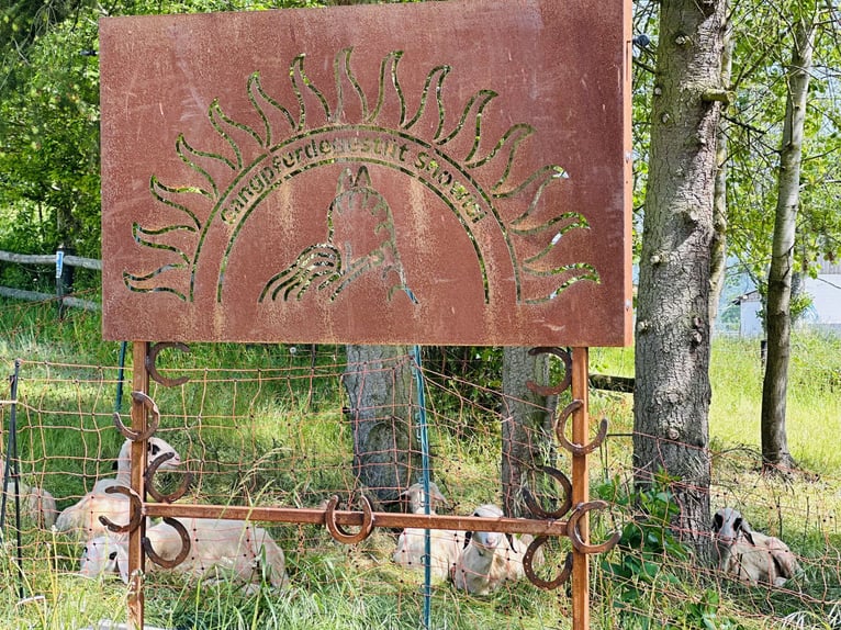 Reitunterricht, Isländer, Gangpferde, Erwachsene, Kinder, Senioren