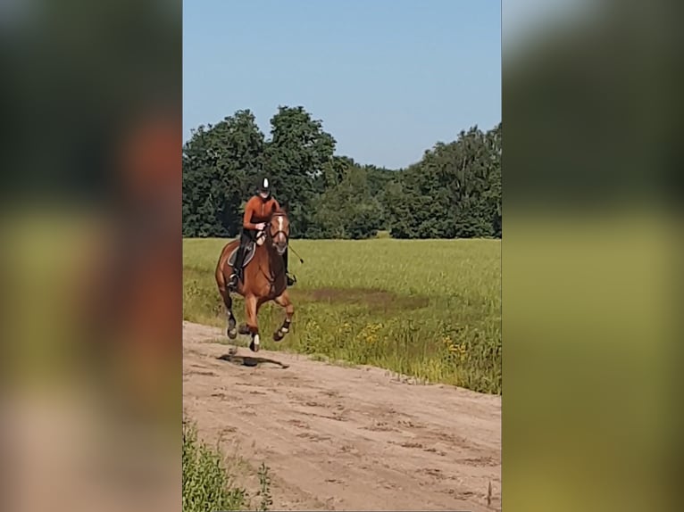 Reitunterricht und Beritt