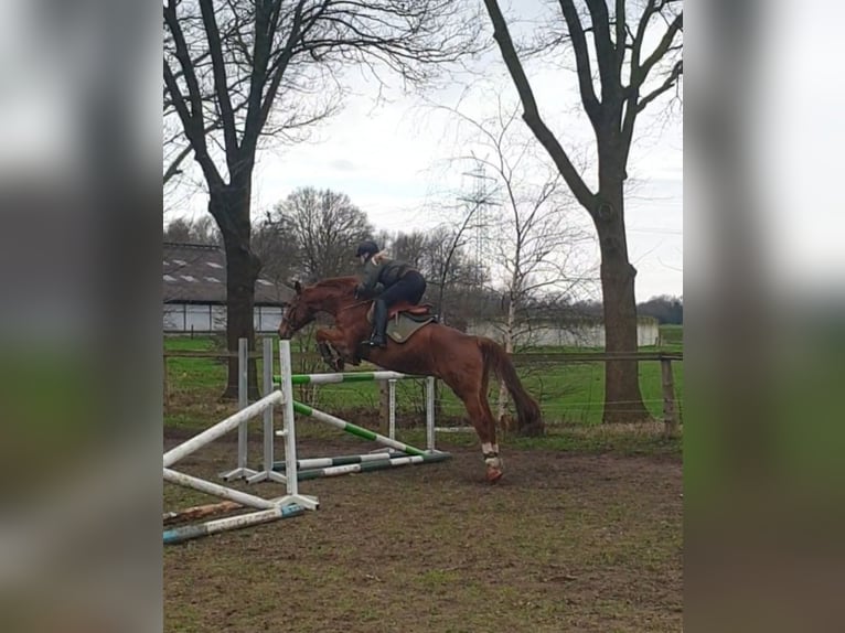Reitunterricht und Beritt
