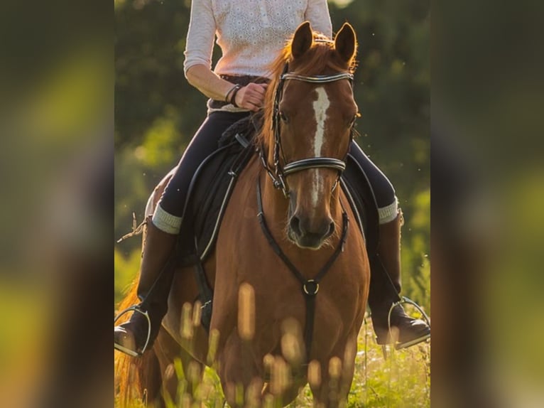 Reitunterricht und Beritt