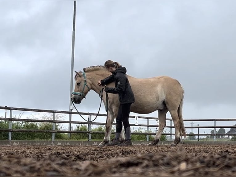 Unterricht in Bodenarbeit / Freiarbeit / Doppellonge / Horsemanship / Geländetraining / Gelassenheit