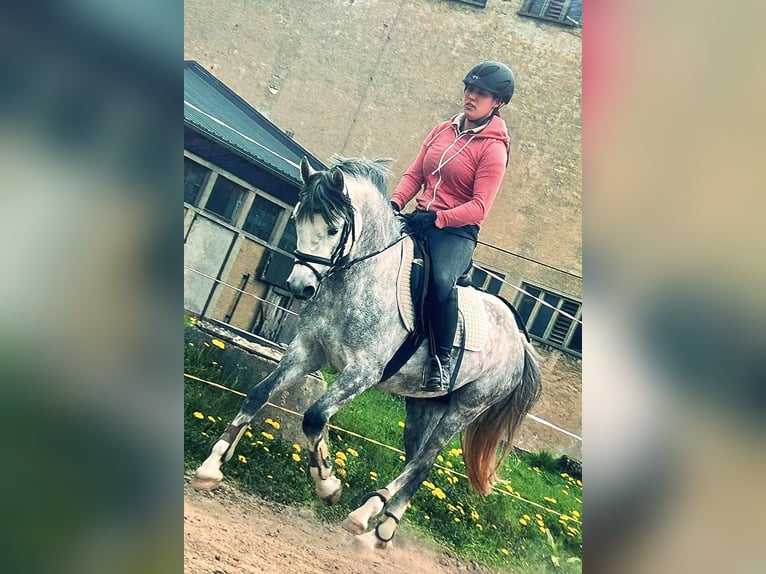 Beritt & Ausbildung - vertauensvoll, vielseitig & individuell