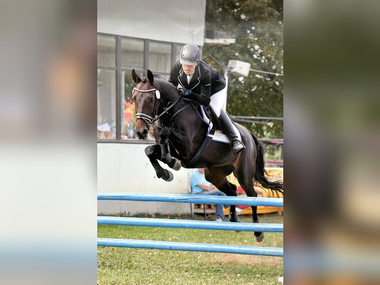 Beritt & Ausbildung - vertauensvoll, vielseitig & individuell