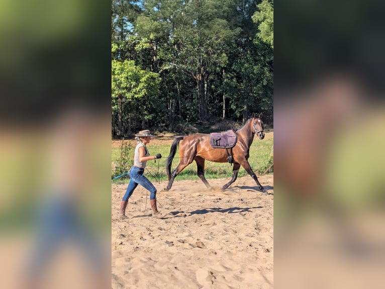 Beritt / Pferdeausbildung / Korrektur / im gesamten DACH-Raum