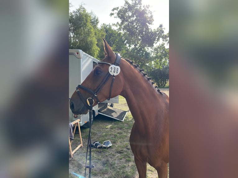 Beritt / Turniervorstellung / Vermittlung / Verkauf