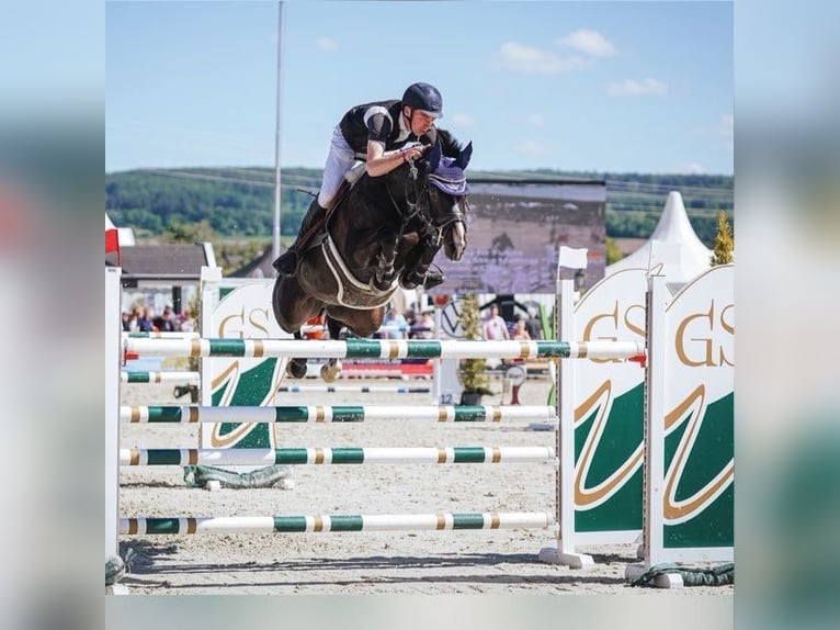 Beritt und Anreiten ihres Pferdes sowie Turniervorstellung im Springen 