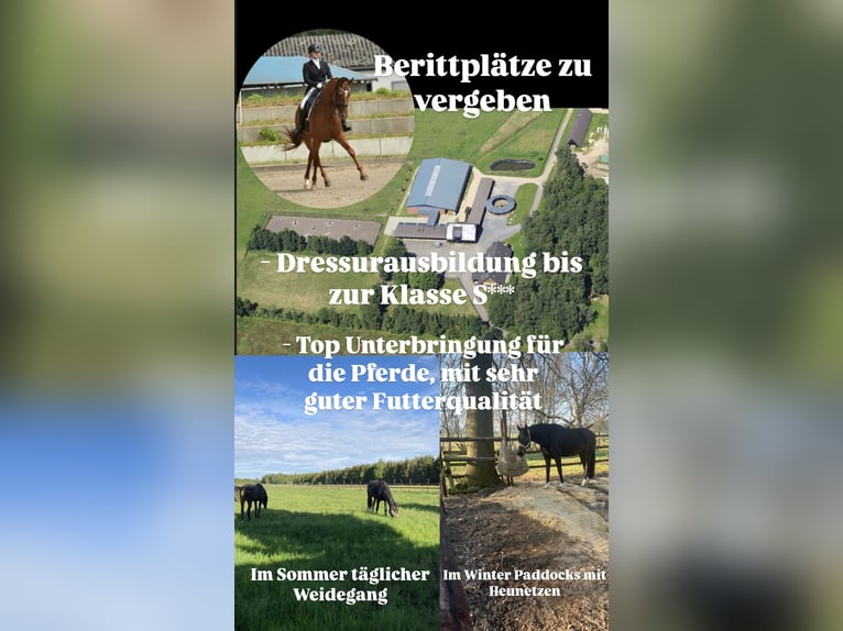 Dressurausbildung bis zur Klasse S***