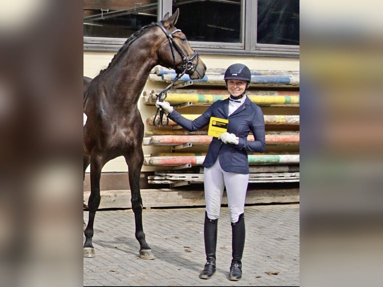 Koń w pełni wytrenowany, z sercem