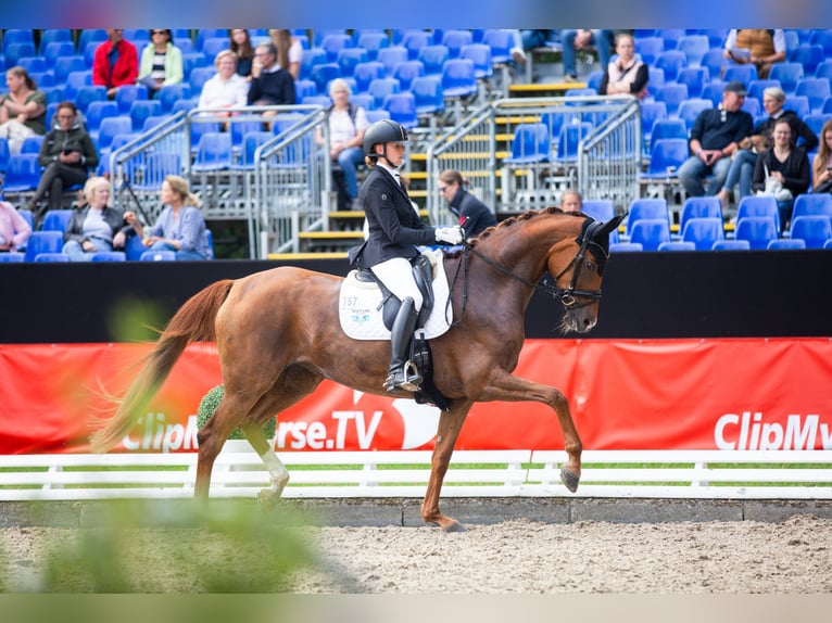 Koń w pełni wytrenowany, z sercem