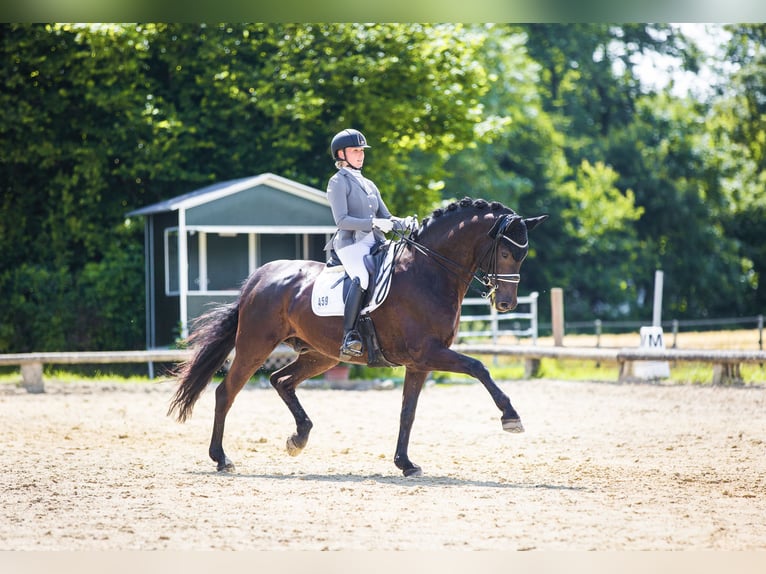 Koń w pełni wytrenowany, z sercem