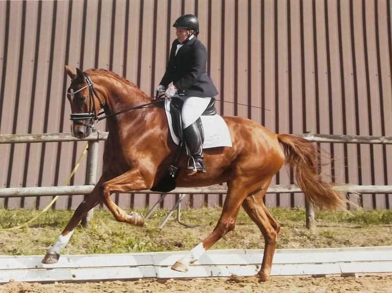 Professionelle Pferdeausbildung & Beritt, Stutenleistungsprüfung