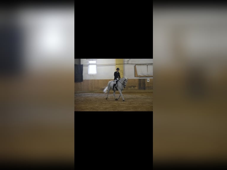 Professioneller Beritt